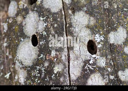 Rosalia alpina - Alpine longhorn Beetle - Alpenbock, Allemagne (Bavière), trou d'imago Banque D'Images