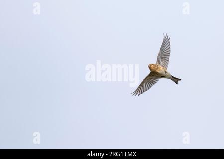 Twite (Carduelis flavirostris flavirostris) en Allemagne (Niedersachsen). Banque D'Images