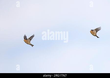 Twite (Carduelis flavirostris flavirostris) en Allemagne. Banque D'Images