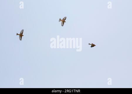 Twite (Carduelis flavirostris flavirostris) en Allemagne. Banque D'Images