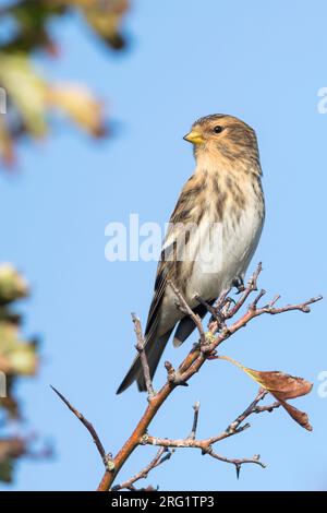 Twite (Carduelis flavirostris flavirostris) en Allemagne. Banque D'Images