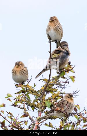 Twite (Carduelis flavirostris flavirostris) en Allemagne. Banque D'Images