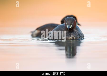 Paire de petites grèbes (Tachybaptus ruficollis ruficollis) nageant dans un lac en Autriche (Vorarlberg). Banque D'Images