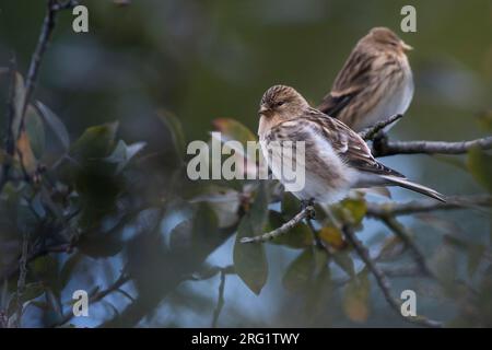 Twite (Carduelis flavirostris flavirostris) en Allemagne. Banque D'Images