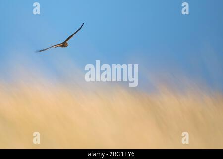 Premier hiver Hen Harrier (Circus cyaneus) survolant les dunes coatales en Allemagne (Niedersachsen). Banque D'Images