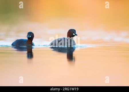 Paire de petites grèbes (Tachybaptus ruficollis ruficollis) nageant dans un lac en Autriche (Vorarlberg). Banque D'Images