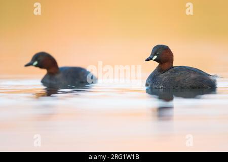 Paire de petites grèbes (Tachybaptus ruficollis ruficollis) nageant dans un lac en Autriche (Vorarlberg). Banque D'Images