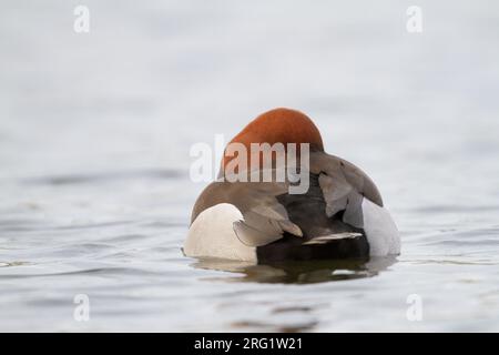 Mâle adulte hybride Pochard commun x Pochard à crête rouge (Aythya ferina x Netta rufina) nageant sur un lac en Allemagne. Banque D'Images