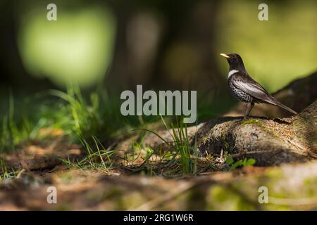 Mâle adulte Ring Ouzel (Turdus torquatus alpestris) dans la forêt montagneuse alpine en Allemagne (Bade-Württemberg). Debout sur le sol de la forêt. Banque D'Images