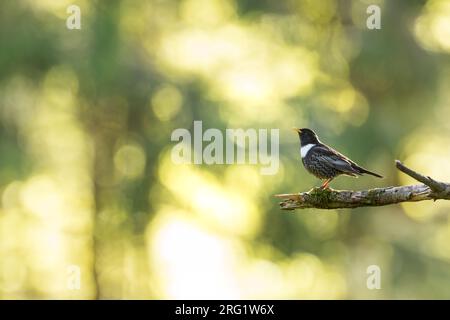 Mâle adulte Ring Ouzel (Turdus torquatus alpestris) dans la forêt montagneuse alpine en Allemagne (Bade-Württemberg). Banque D'Images