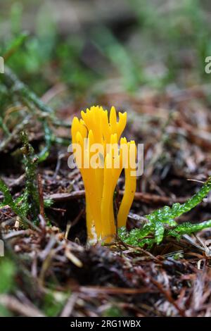 Champignon jaune Stagshorn (Calocera viscosa), Teesdale, comté de Durham, Royaume-Uni Banque D'Images