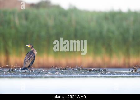 Grand cormoran commun (Phalacrocorax carbo ssp. Sinensis), Allemagne, 1e été Banque D'Images