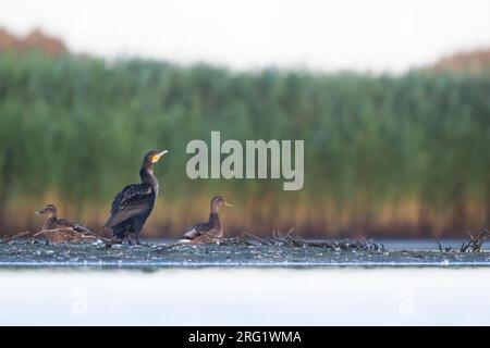 Grand cormoran commun (Phalacrocorax carbo ssp. Sinensis), Allemagne, 1e été Banque D'Images