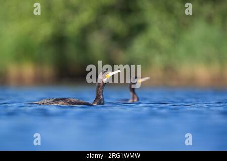 Grand cormoran commun (Phalacrocorax carbo ssp. Sinensis), Allemagne, 1e été Banque D'Images