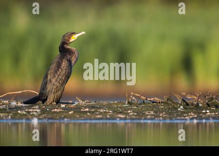 Grand cormoran commun (Phalacrocorax carbo ssp. Sinensis), Allemagne, 1e été Banque D'Images