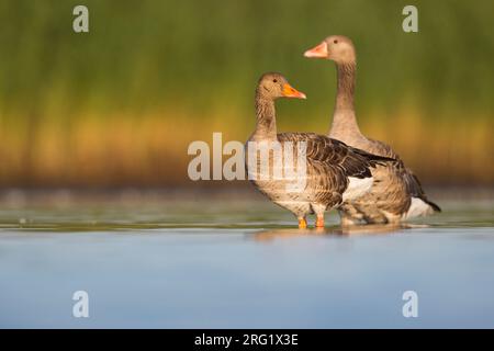 Greylag Goose - Graugans - Anser anser ssp. anser, Allemagne (Schleswig-Holstein), adulte Banque D'Images