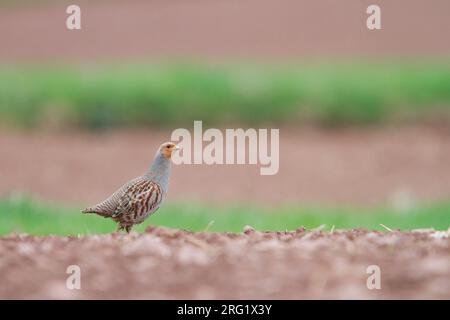 Pertridge gris - Rebhuhn - Perdix perdix ssp. perdix, Allemagne, mâle adulte Banque D'Images