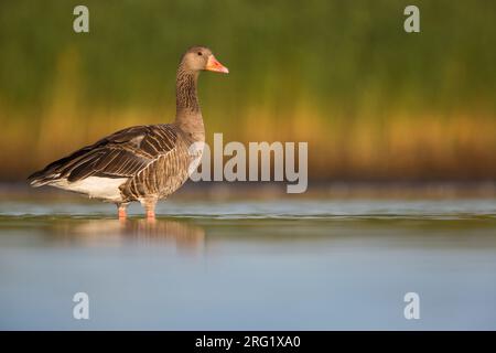 Greylag Goose - Graugans - Anser anser ssp. anser, Allemagne (Schleswig-Holstein), adulte Banque D'Images