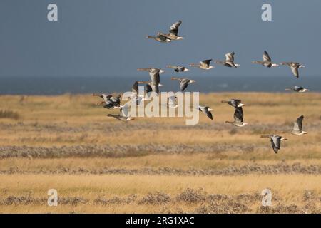 Greylag Goose - Graugans - Anser anser ssp. anser, Allemagne (Niedersachsen), migrant Banque D'Images