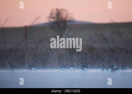 Greylag Goose - Graugans - Anser anser ssp. anser, Espagne (Castilla la Mancha), Banque D'Images