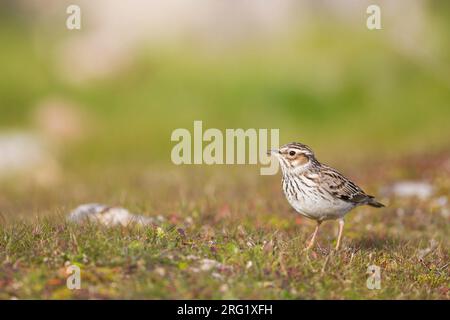 Larves des bois adultes, Lullula arborea pallida, en Espagne. Debout sur le sol. Banque D'Images