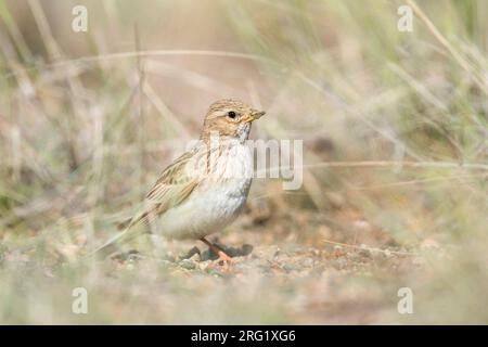 Lark à petits orteils d'Asie (Alaudala rufescens cheelensis), Russie (Baïkal), adulte. Banque D'Images