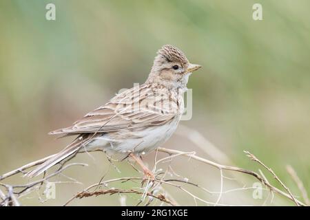 Lark à petits orteils d'Asie (Alaudala rufescens cheelensis), Russie (Baïkal), adulte. Banque D'Images