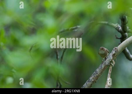 Paruline de Radde, Phylloscopus schwarzi, Russie, adulte Banque D'Images