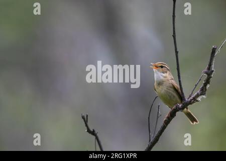 Paruline de Radde, Phylloscopus schwarzi, Russie, adulte Banque D'Images