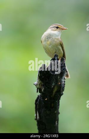 Paruline de Radde, Phylloscopus schwarzi, Russie, adulte Banque D'Images