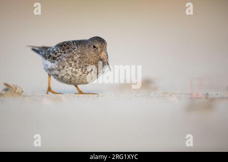 Premier hiver Purple Sandpiper (Calidris maritima) sur la plage de l'île de Wadden en Allemagne (Niedersachsen). Banque D'Images