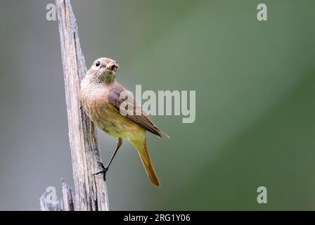 Redstart - Gartenrotschwanz - Phoenicurus phoenicurus ssp. Phoenicurus, Russie (oblast Irkoutsk), femelle adulte Banque D'Images