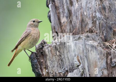 Redstart - Gartenrotschwanz - Phoenicurus phoenicurus ssp. Phoenicurus, Russie (oblast Irkoutsk), femelle adulte Banque D'Images