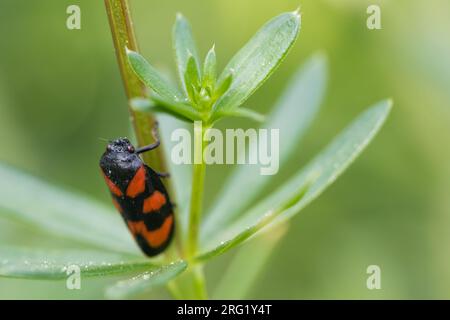 Cercopis vulnerata - Black-and-Red Froghopper - Gemeine Blutzikade, Allemagne (Bade-Württemberg), imago Banque D'Images