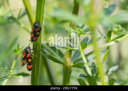 Cercopis vulnerata - Black-and-Red Froghopper - Gemeine Blutzikade, Allemagne (Bade-Württemberg), imago, exposition de cour Banque D'Images