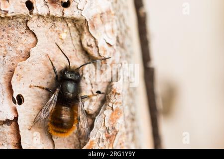 Osmia cornuta - abeille verger européenne - Gehörnte Mauerbiene, Allemagne (Bade-Württemberg), imago, mâle Banque D'Images