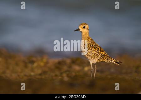 Pluvier doré du Pacifique - Tundra-Goldregenpfeifer - Pluvialis fulva, Oman, adulte Banque D'Images