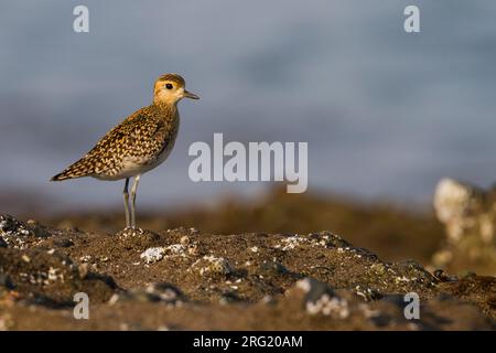 Pluvier doré du Pacifique - Tundra-Goldregenpfeifer - Pluvialis fulva, Oman, adulte Banque D'Images