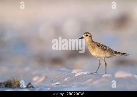 Pluvier doré du Pacifique - Tundra-Goldregenpfeifer - Pluvialis fulva, Oman, 1er cy Banque D'Images