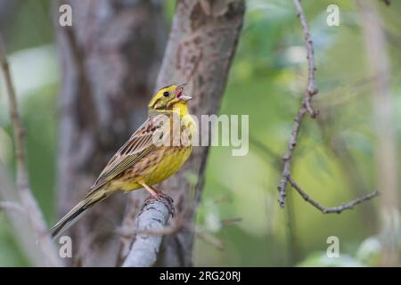 Yellowhammer hybride x Pine Bunting, Emberiza citrinella x Emberiza leucocephalos, Banque D'Images