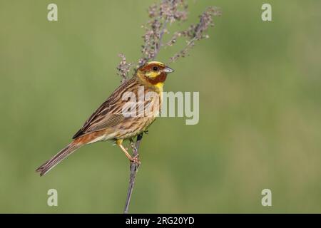 Yellowhammer hybride x Pine Bunting, Emberiza citrinella x Emberiza leucocephalos Banque D'Images