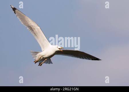 Pontische Meeuw, Caspienne, Larus cachinnans, Russie (Jekaterinburgh), adulte Banque D'Images