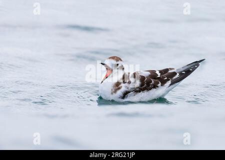 Dwergmeeuw, Mouette pygmée, Hydrocoloeus minutus, l'Allemagne, la Banque D'Images