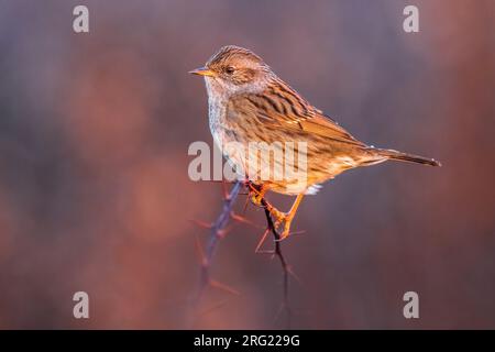 Dunnock (Prunella modularis) perchée sur une branche avec lumière du matin. Banque D'Images