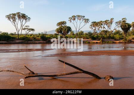 Palmiers du Doum, Hyphaene coriacea, le long des rives de la rivière Samburu.Rivière Samburu, réserve de gibier de Samburu, Kenya. Banque D'Images