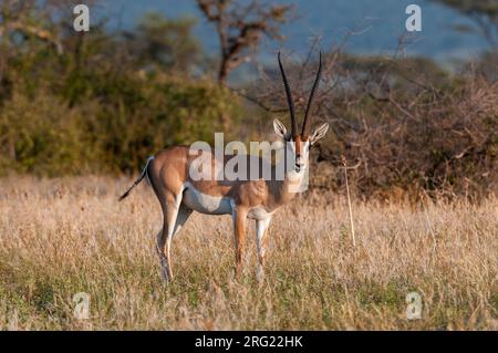 Portrait d'une gazelle de Grant, Gazella granti, regardant la caméra.Réserve de jeux de Samburu, Kenya. Banque D'Images