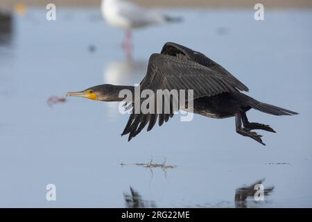 Grand Cormorant continental (Phalacrocorax carbo sinensis), vue latérale d'un mineur en vol, Campanie, Italie Banque D'Images