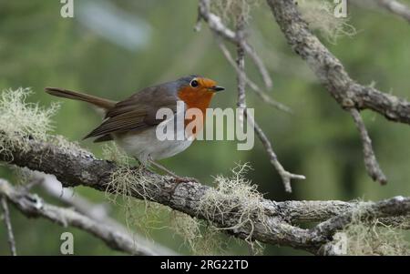 Robin des Canaries (erithacus rubecula superbus) perché sur une branche couverte de lichen à Tenerife, îles Canaries, Espagne Banque D'Images