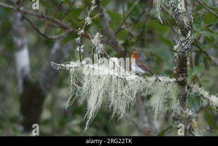 Robin des Canaries (erithacus rubecula superbus) perché sur une branche couverte de lichen à Tenerife, îles Canaries, Espagne Banque D'Images