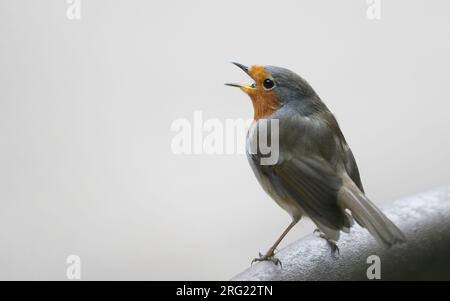 Îles Canaries Robin (erithacus rubecula superbus) perché sur une branche à Tenerife, îles Canaries, Espagne Banque D'Images